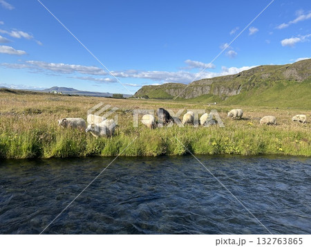 アイスランドの南部の滝、セリャラントスフォスの滝の先の清流と草を喰む沢山の羊です。 132763865