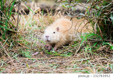 Light brown coypu standing among dry grass near water. Semi-aquatic rodent with long whiskers and soft fur in natural habitat. Light brown coypu standing among dry grass near water. Semi-aquatic rodent with long whiskers and soft fur in natural habitat. 132763952
