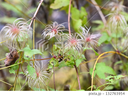 Close-up of Clematis serratifolia seed heads with silky plumes. Wild vine showing fluffy texture and delicate details in soft light. 132763954