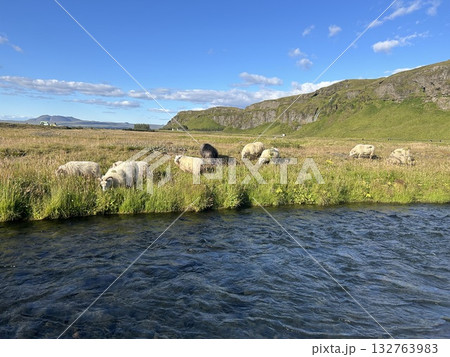 アイスランドの南部の滝、セリャラントスフォスの先の清流と青空と草を喰む羊たちてす。 132763983