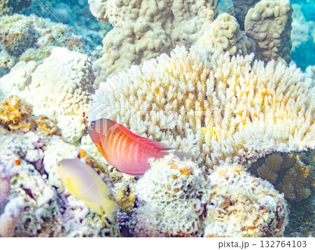 赤く美しいメギス。美しいサンゴ礁と熱帯魚の群れ。 安室島沖縄県 島尻郡慶良間諸島座間味島-2025 132764103