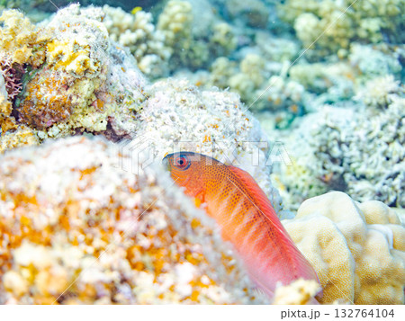 赤く美しいメギス。美しいサンゴ礁と熱帯魚の群れ。 安室島沖縄県 島尻郡慶良間諸島座間味島-2025 132764104