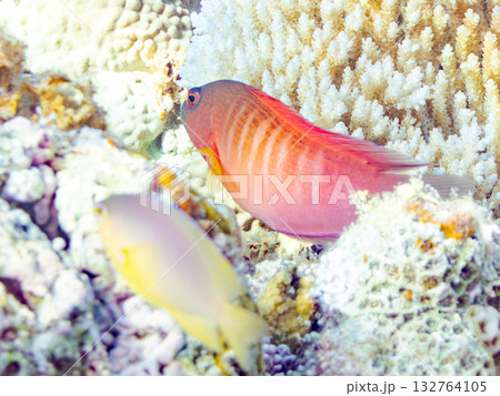 赤く美しいメギス。美しいサンゴ礁と熱帯魚の群れ。 安室島沖縄県 島尻郡慶良間諸島座間味島-2025 132764105