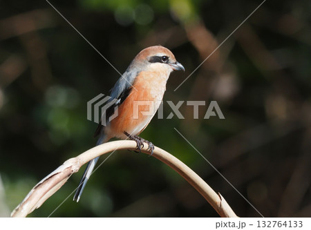 モズ（オス） 132764133