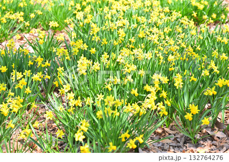 スイセンの群生　早春の春を彩る　　　　　 132764276