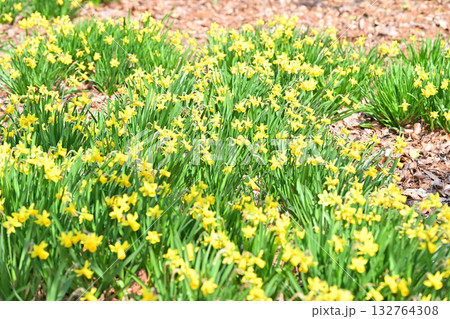 スイセンの群生 早春の春を彩る スイセンの群生 早春の春を彩る 132764308