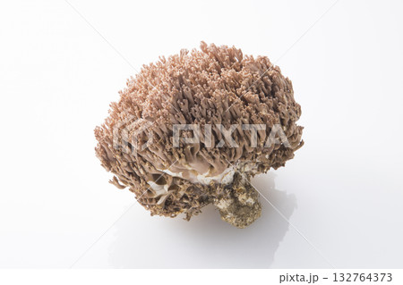 ホウキタケ ホウキタケ 132764373