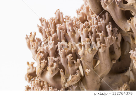 ホウキタケ 132764379