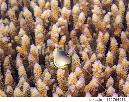 ミカドチョウチョウウオ、ミスジチョウチョウウオ幼魚。美しいサンゴ礁と熱帯魚の群れ。 嘉比島沖縄県 132764418