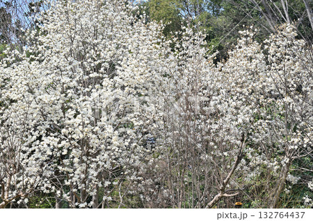 満開のハクモクレン　 132764437