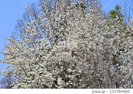 満開のハクモクレン 満開のハクモクレン 132764460