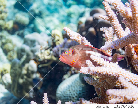 縄張りを見張るメガネゴンベ。美しいサンゴ礁と熱帯魚の群れ。 安室島、嘉比島、沖縄県 島尻郡慶良間諸島 132764616