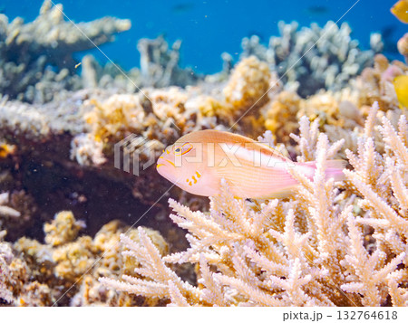縄張りを見張るメガネゴンベ。美しいサンゴ礁と熱帯魚の群れ。 安室島、嘉比島、沖縄県 島尻郡慶良間諸島 132764618