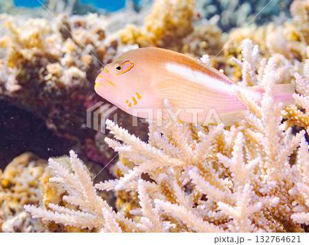 縄張りを見張るメガネゴンベ。美しいサンゴ礁と熱帯魚の群れ。 安室島、嘉比島、沖縄県 島尻郡慶良間諸島 132764621