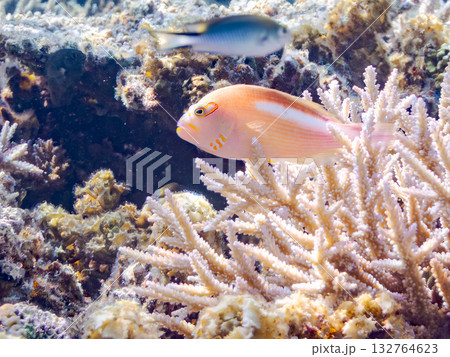 縄張りを見張るメガネゴンベ。美しいサンゴ礁と熱帯魚の群れ。 安室島、嘉比島、沖縄県 島尻郡慶良間諸島 132764623