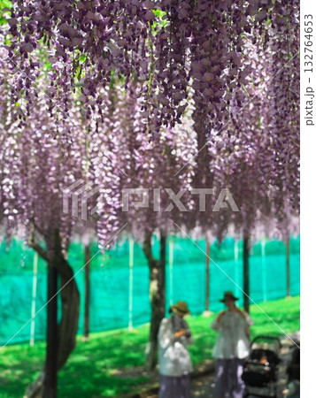 津市 かざはやの里 満開の藤の下を散策する二人 津市 かざはやの里 満開の藤の下を散策する二人 132764653