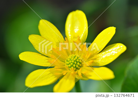 リュウキンカ　一輪　マクロ撮影　　 132764671