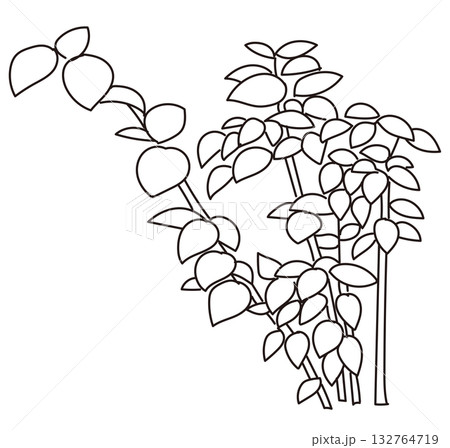 外構・庭植栽のベクターイラスト 132764719