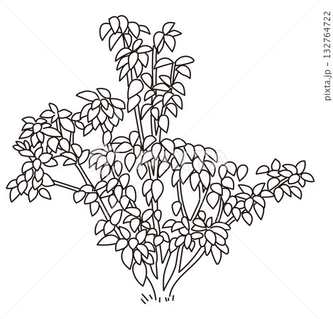 外構・庭植栽のベクターイラスト 132764722