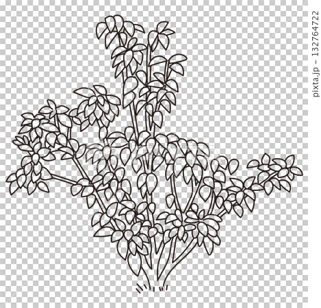 外構・庭植栽のベクターイラスト 132764722