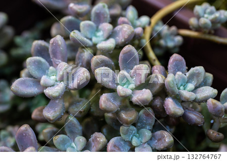 Close up of Crassulaceae succulent plants growing in the garden. The Crassulaceae also known as the stonecrop family. 132764767