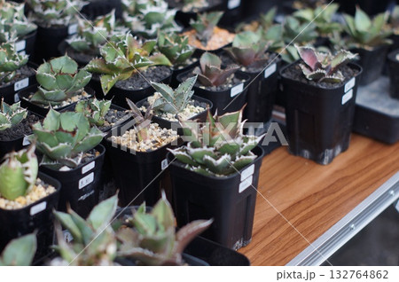 ポットホールのある多肉植物 132764862
