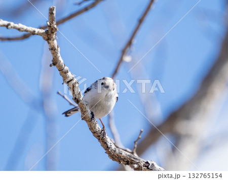 眉が薄い千葉のエナガ（通称チバエナガ） 132765154