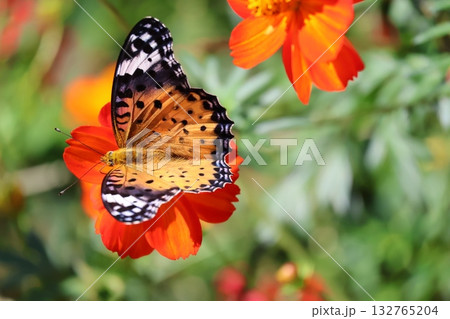 オレンジのコスモスで吸蜜するツマグロヒョウモンチョウのアップの風景 132765204