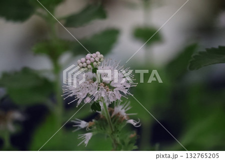薄紫色のダンギクの花のアップの風景 132765205
