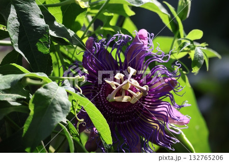 紫色の花ぴらのパッシフロラの花の咲く木の風景 紫色の花ぴらのパッシフロラの花の咲く木の風景 132765206