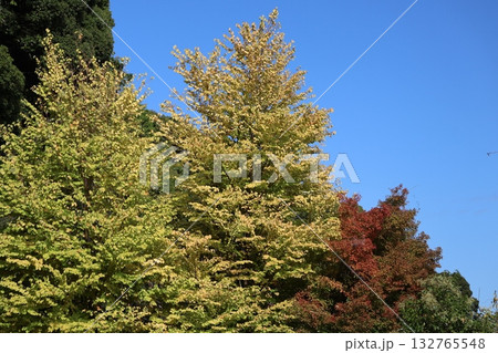 青空と黄色や赤色に色づく木々のある秋の風景 132765548