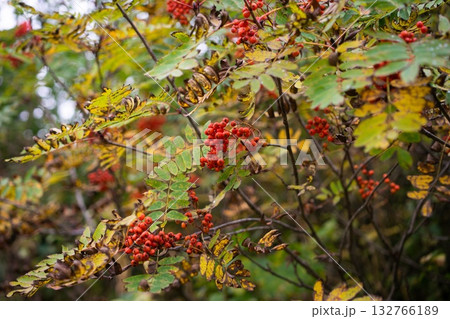 Bright Red Berries on Lush Green Bush Bright Red Berries on Lush Green Bush 132766189
