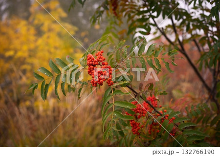 Autumn Berries on Vibrant Tree Branches Autumn Berries on Vibrant Tree Branches 132766190