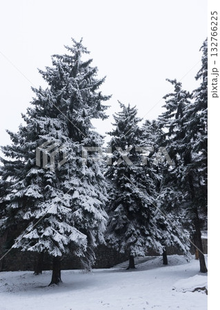 Winter Wonderland: Snow-Covered Trees in Serenity 132766225