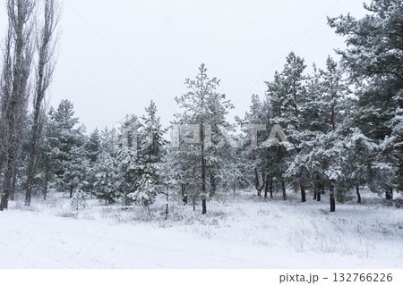 Winter Wonderland: Snowy Forest Landscape Winter Wonderland: Snowy Forest Landscape 132766226