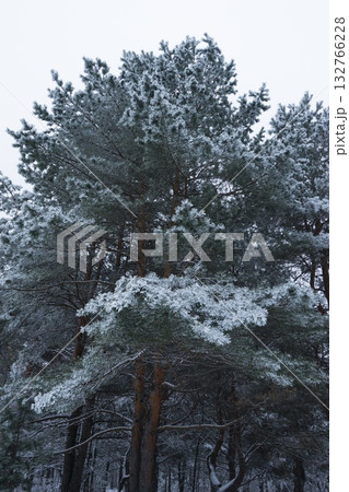 Winter Wonderland: Trees Blanketed in Fresh Snow Winter Wonderland: Trees Blanketed in Fresh Snow 132766228