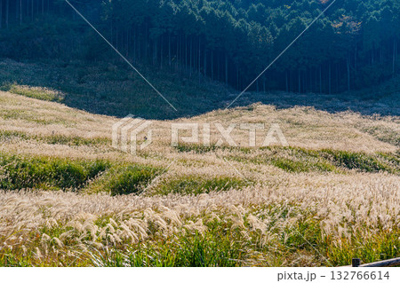 【神奈川県】秋の箱根 仙石原すすき草原 【神奈川県】秋の箱根 仙石原すすき草原 132766614