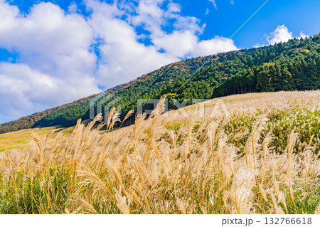 【神奈川県】秋の箱根 仙石原すすき草原 【神奈川県】秋の箱根 仙石原すすき草原 132766618