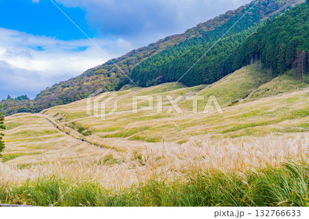 【神奈川県】秋の箱根　仙石原すすき草原 132766633