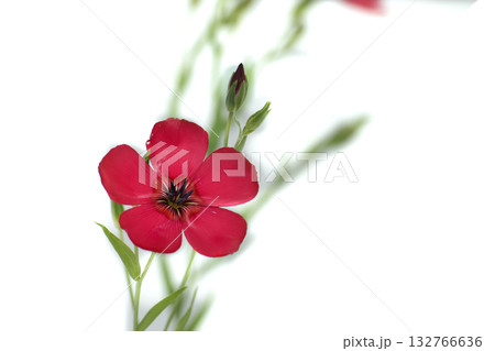 Vibrant red flax flower with delicate petals against a clean white background 132766636