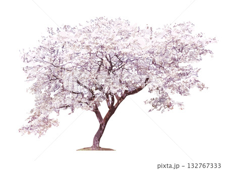 建築パースや立面図で使える樹木の添景_横方向に広い一本桜 建築パースや立面図で使える樹木の添景_横方向に広い一本桜 132767333