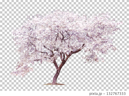 建築パースや立面図で使える樹木の添景_横方向に広い一本桜 建築パースや立面図で使える樹木の添景_横方向に広い一本桜 132767333