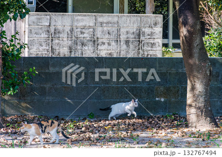 路地や御嶽にたくさんいる島の猫達。座間味島座間味港 沖縄県島尻郡慶良間諸島-2025  132767494