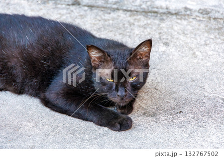 路地や御嶽にたくさんいる島の猫達。座間味島座間味港 沖縄県島尻郡慶良間諸島-2025 路地や御嶽にたくさんいる島の猫達。座間味島座間味港 沖縄県島尻郡慶良間諸島-2025 132767502