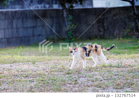 路地や御嶽にたくさんいる島の猫達。座間味島座間味港 沖縄県島尻郡慶良間諸島-2025  132767514