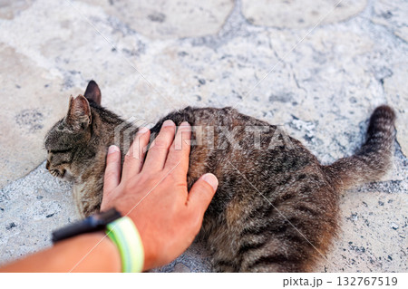路地や御嶽にたくさんいる島の猫達。座間味島座間味港 沖縄県島尻郡慶良間諸島-2025  132767519