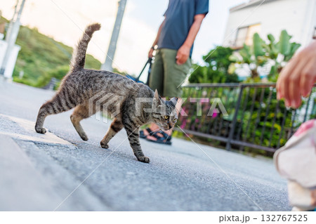 路地や御嶽にたくさんいる島の猫達。座間味島座間味港 沖縄県島尻郡慶良間諸島-2025  132767525