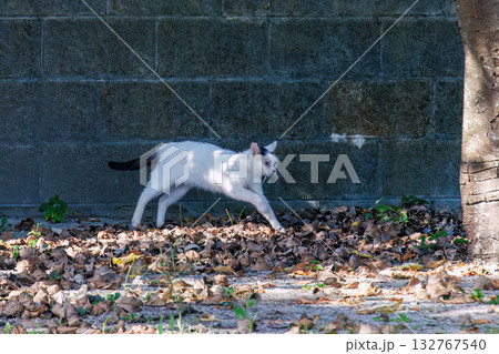 路地や御嶽にたくさんいる島の猫達。座間味島座間味港 沖縄県島尻郡慶良間諸島-2025  132767540