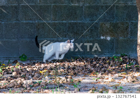 路地や御嶽にたくさんいる島の猫達。座間味島座間味港 沖縄県島尻郡慶良間諸島-2025  132767541