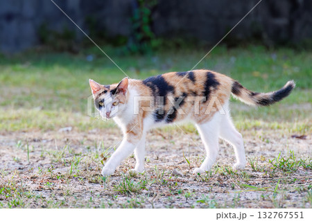 路地や御嶽にたくさんいる島の猫達。座間味島座間味港 沖縄県島尻郡慶良間諸島-2025  132767551